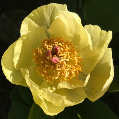 Paeonia mlokosewitschii 